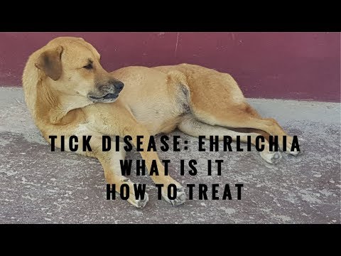 ehrlichia-in-dogs:-what-it-is-and-how-to-treat