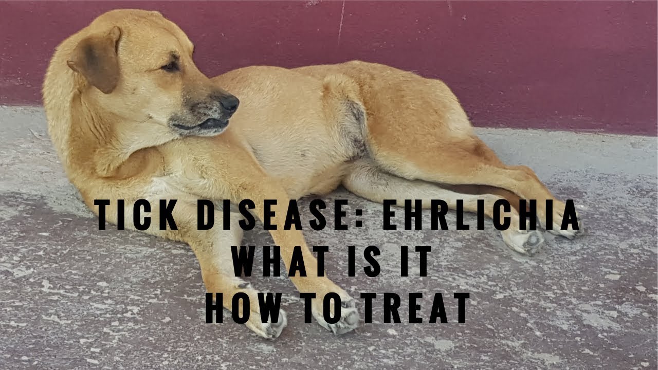 Ehrlichia In Dogs: What It Is And How To Treat