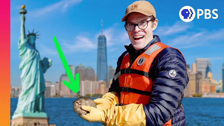 Can a Billion Oysters Save New York City? - DayDayNews