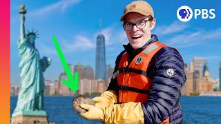 Can a Billion Oysters Save New York City? by Be Smart 288,199 views 4 months ago 13 minutes, 31 seconds