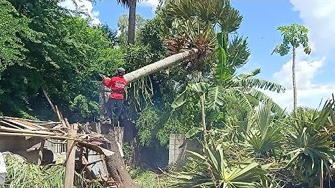 hai anh thợ cưa hạ cây thốt nốt chính mươi năm tuổi ngã vào vách tường bỏ đi ở sóc láng trái