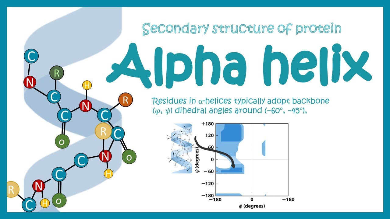 Alpha helix  secondary structure of protein