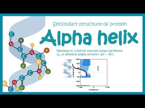 Video: Diferența Dintre Alpha Helix și Foaia Plisată Beta