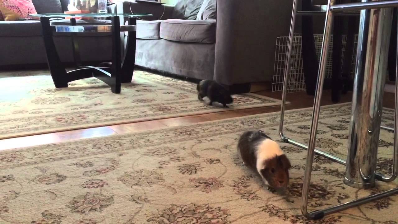 Guinea pigs are running YouTube
