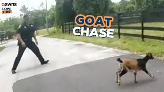 Goat gives police officers the runaround 🐐😂 | LOVE THIS!