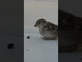 House Sparrow Found a Snack