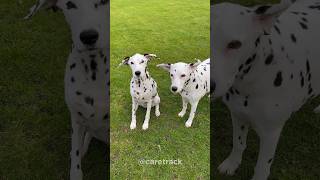 The surprising truth about Dalmatian spots