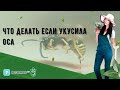 Что делать если укусила оса