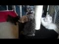 American Curl Kittens (6 weeks old) の動画、YouTube動画。