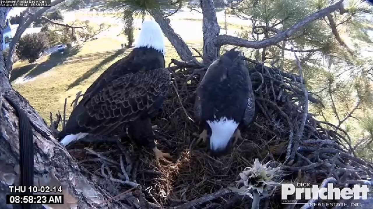 Are updates on the eagle cam for Ozzie and Harriet available?