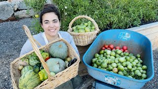 The Final Harvest of the Year!