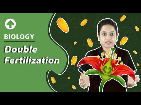 Double Fertilization | Biology