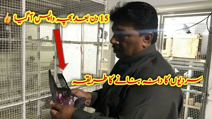 Sardi main Kabootar ka Dana kaisa hona chaiyeh? Us...