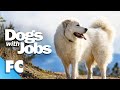 Dogs With Jobs | S5E11: Angel, Steam, Mike | Full Animal Documentary TV Show | FC