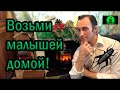 Спасение животных. Как сделать сверчков своими домашними любимцами.