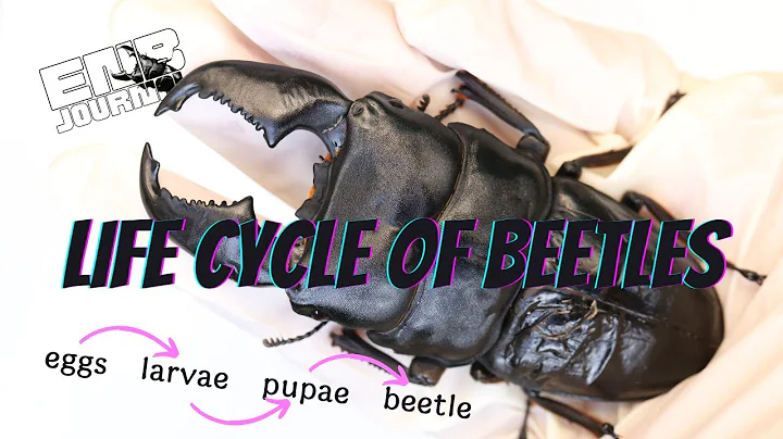 Life Cycle of Beetles｜EN Beetle Journal - DayDayNews