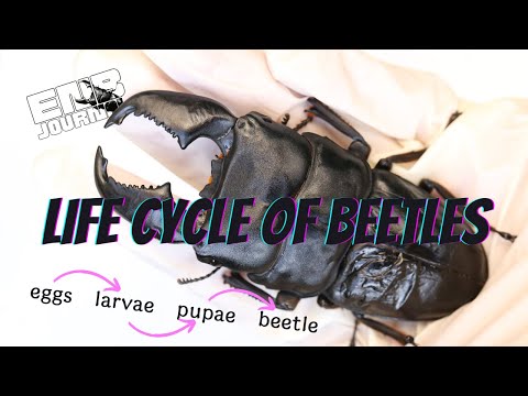 Video: Figeater Beetles: Ketahui Tentang Kitaran Hidup Kumbang Ara dan Kawalannya