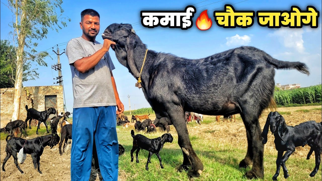 इस बकरी में है लाखों की कमाई | Goat farming | Beetal nasal ki pehchan