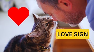 10 Methods to Tell Your Cat YOU LOVE THEM in a Language THEY CAN UNDERSTAND