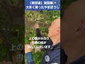 よく伸びたやまぼうしの内側。枯れこんでしまうと小さく維持できなくなります。早めに剪定して内側に光りと風をいれましょう #剪定方法 #庭木の管理 #庭木の剪定 #やまぼうし #庭木小さくする