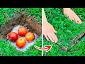 New Gardening Hacks That Will Blow Your Mind || Growing Hacks For Plant Lovers
