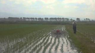 20150622 除草試験 7-1