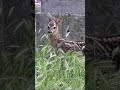 Cute encounter with the real Bambi