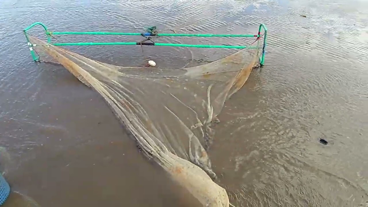 Video 3/3 Last drag of the shrimp beam trawl! 