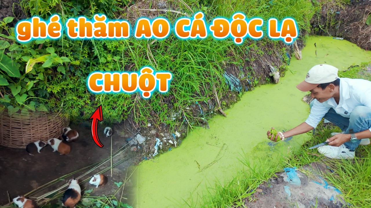 Đình Thế Vlogs || Cấy Giống Việt Nam Sau Bao Năm Ở Xứ Người..
