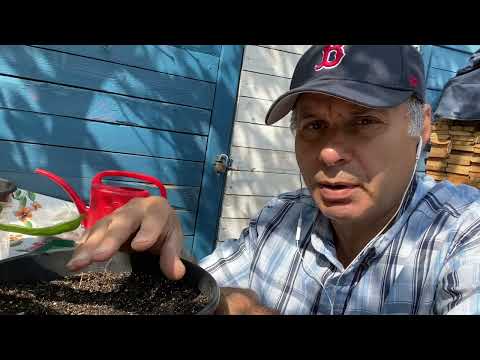 فيديو: معلومات نبات حميض الخشب الأحمر: كيفية زراعة نباتات حميض الأوكساليس الأحمر
