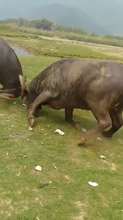 Pertarungan Kerbau😱 #kerbau #toraja #tedongsilaga #viral #shorts