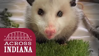 Rescued baby possums are released back into the wild | Across Indiana