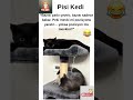👉 “Çarkı Kim Çeviriyor 😺🌀⚓” #sevimlikedi #cat #kedi #cutshorts #funny #c...
