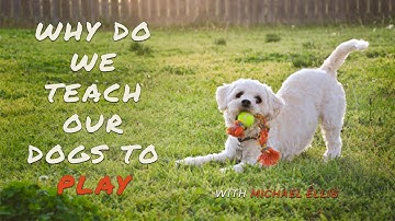 Why Do We Teach Our Dogs to Play with Michael Ellis