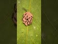 #Polybia #occidentalis #осa #centroamerica #insect #bug