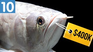 Top 10 Most Expensive Fish In The World 2021