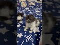 #cute #cat #kitten #viral #tranding #youtube #youtubeshorts #shorts #song #viralshort #viralshorts