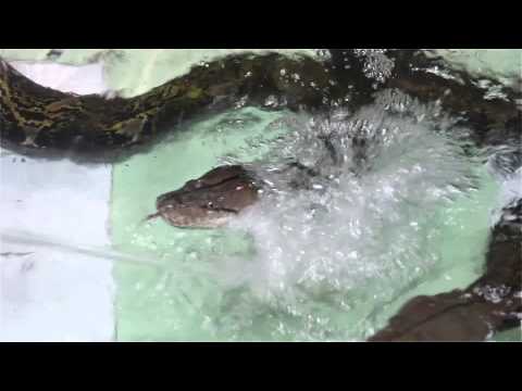 Video: Tinklinis pitonas yra didžiausia gyvatė pasaulyje
