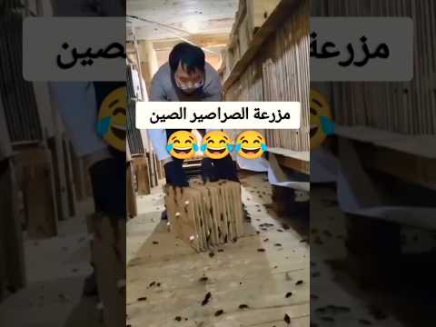مزرعة للصراصير فى الصين لتربية الصراصير 