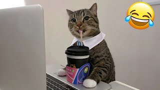 The Funniest Animals 😄 New Funny Cat Videos 😹 - Fails of the Week #27 by Synth Groove 3,395 views 2 weeks ago 18 minutes