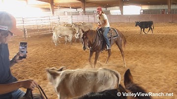 Simonsays Cut - working cows! - ValleyViewRanch.net