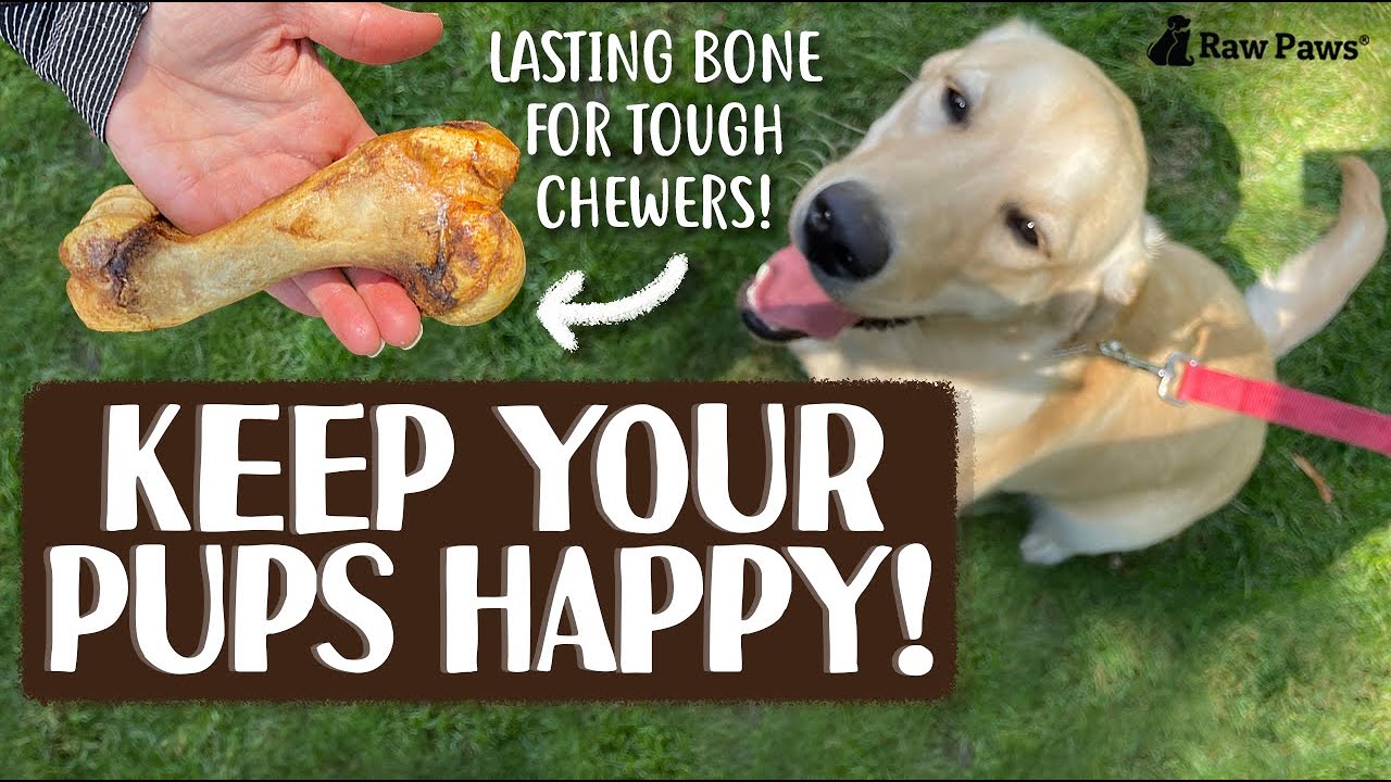 pork femur safe for dogs