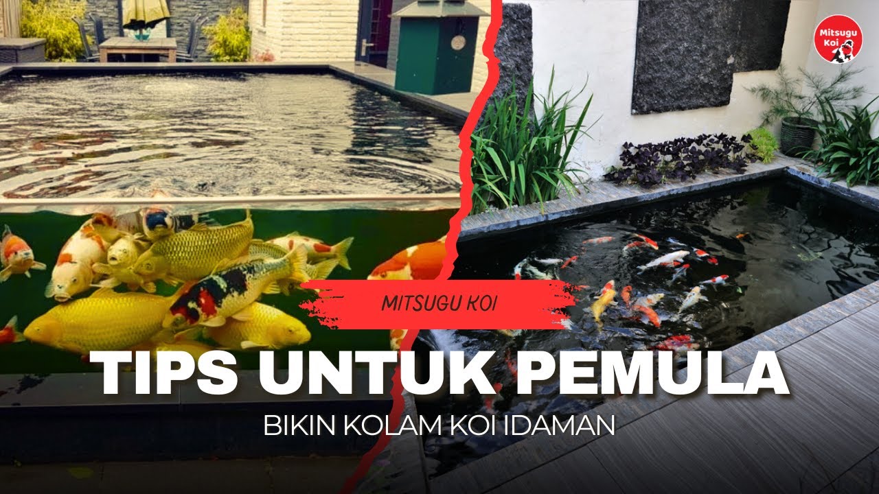 TIPS BUAT PEMULA YANG MAU BIKIN KOLAM KOI!