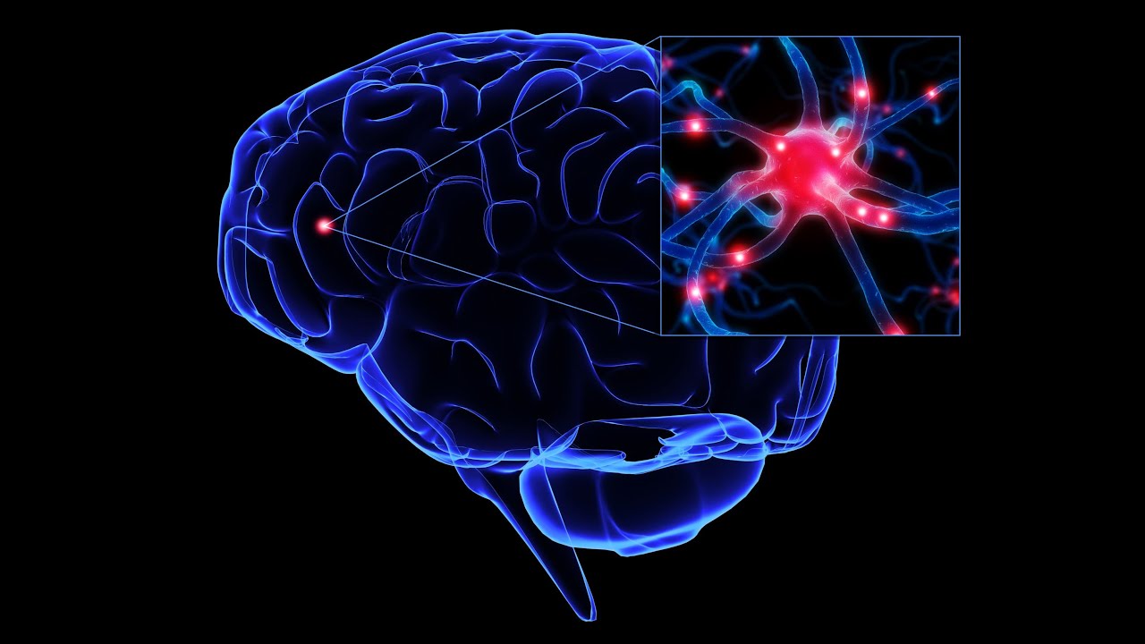 Video Biologi Sistem Saraf Manusia Sel Saraf The Nerveus System