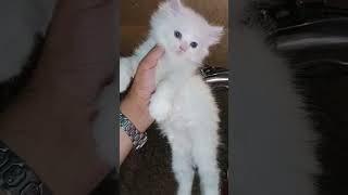What is the price of Persian cat doll face? #catlover #shorts #pets
