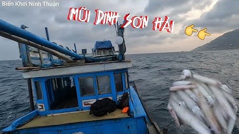 Câu Mực Đêm , Câu Mực Nổi , Câu Mực Đấy , Câu Mực Óng Tại | MŨI DINH SƠN HẢI |