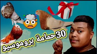 بروموسيو? 30 حمامة جميع انواع الحمام? زينة ولمليح ?