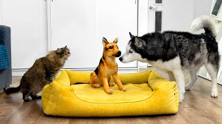 Funny Reaction of Dogs and Cats to Fake German Shepherd Puppy