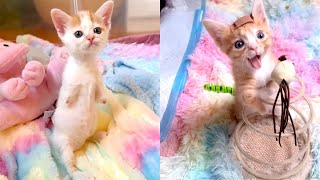 Precious Kittens Have Rough Start at Life by TinyPaws 1,562 views 1 month ago 14 minutes, 12 seconds