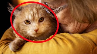 10 Signs Your Cat Thinks You're Their Parent (NUMBER 3 ESPECIALLY)